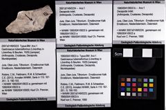 Foto (Objket + Etiketten) von Gastrosacus tuberosiformus (Lörenthey in Lörenthey & Beurlen, 1929) 